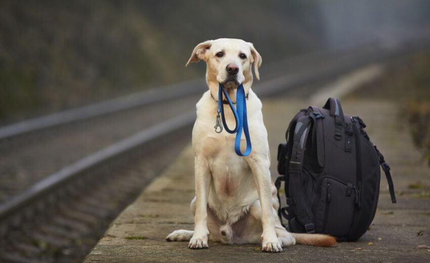 Ground transportation services for pets